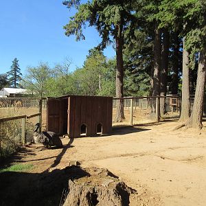 West Coast Game Park Safari (Oregon) - Emu Exhibit