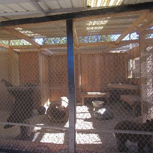 West Coast Game Park Safari (Oregon) - American Black Bear Exhibit (cubs)