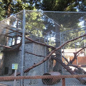 West Coast Game Park Safari (Oregon) - Canadian Lynx Exhibit