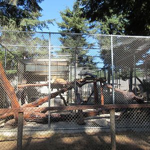 West Coast Game Park Safari (Oregon) - African Lion Exhibit #1