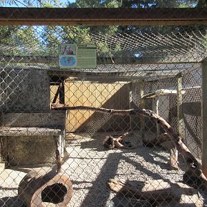 West Coast Game Park Safari (Oregon) - Caracal Exhibit