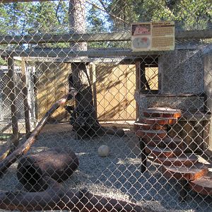 West Coast Game Park Safari (Oregon) - Siberian Lynx Exhibit