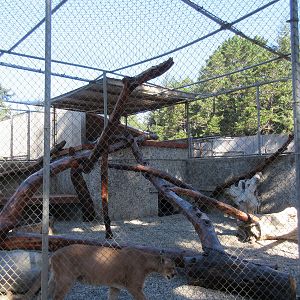 West Coast Game Park Safari (Oregon) - Cougar Exhibit