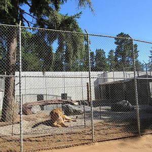 West Coast Game Park Safari (Oregon) - African Lion Exhibit #3