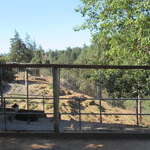 West Coast Game Park Safari (Oregon) - Alpaca Exhibit