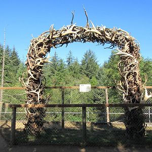 West Coast Game Park Safari (Oregon) - Elk Antler Display