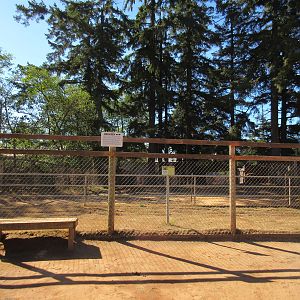 West Coast Game Park Safari (Oregon) - American Bison Exhibit
