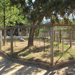West Coast Game Park Safari (Oregon) - American Black Bear Exhibit