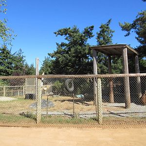 West Coast Game Park Safari (Oregon) - American Black Bear Exhibit