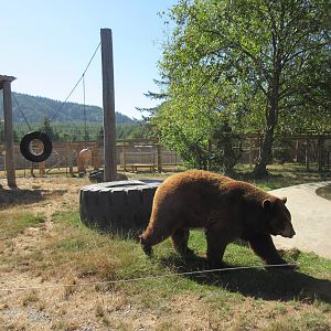 West Coast Game Park Safari (Oregon) - American Black Bear Exhibit