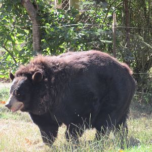 West Coast Game Park Safari (Oregon) - American Black Bear (fat!)