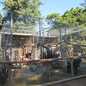 West Coast Game Park Safari (Oregon) - Hamadryas Baboon Exhibit