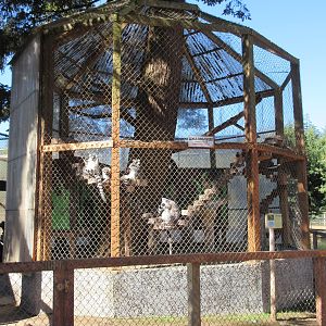 West Coast Game Park Safari (Oregon) - Ring-Tailed Lemur Exhibit