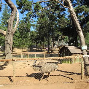West Coast Game Park Safari (Oregon) - Emu Exhibit
