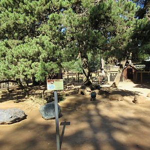 West Coast Game Park Safari (Oregon) - Capybara Exhibit