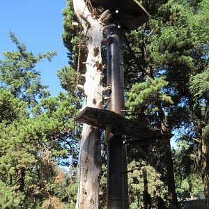 West Coast Game Park Safari (Oregon) - Binturong Exhibit