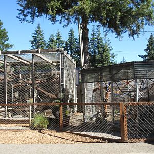West Coast Game Park Safari (Oregon) - Chimpanzee + Ring-Tailed Lemur Exhib