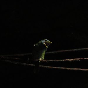 Versicolored Barbet (female)