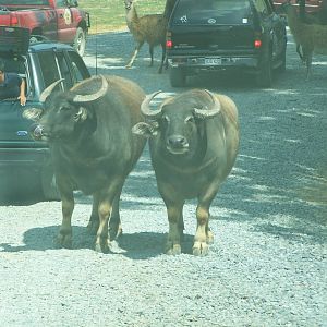 Virginia Safari Park- Domestic Water Buffalo