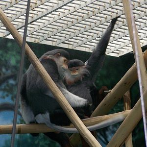 Red-Shanked Douc Langurs- 8/23/2007