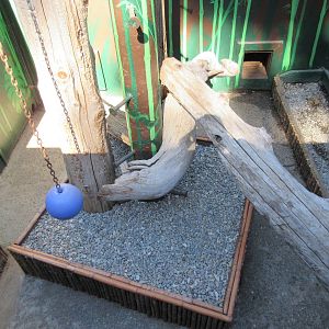 West Coast Game Park Safari (Oregon) - Binturong Exhibit (bottom area)
