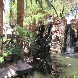 Flamingo Hotel (Nevada) - Wildlife Habitat