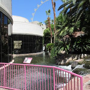 Flamingo Hotel (Nevada) - Wildlife Habitat