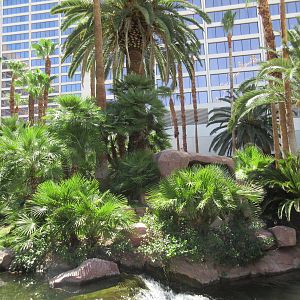 Flamingo Hotel (Nevada) - Wildlife Habitat