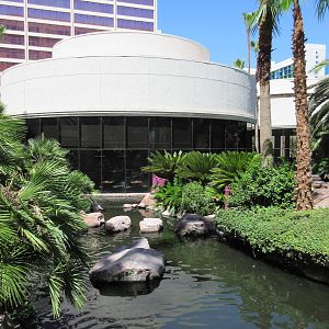 Flamingo Hotel (Nevada) - Wildlife Habitat