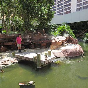 Flamingo Hotel (Nevada) - Wildlife Habitat