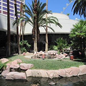 Flamingo Hotel (Nevada) - Wildlife Habitat