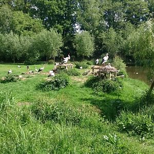 Enclosure European white stork