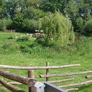 Enclosure European white storks