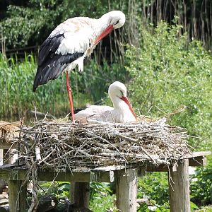 European white storks at the nest