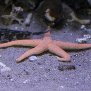 Starfish species