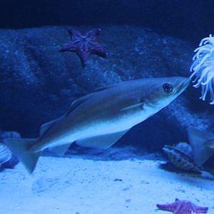 Shells, starfishes, fish and sea anemone