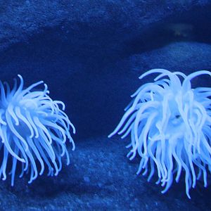 Sea anemones