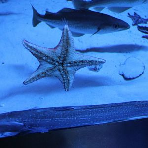 Starfishes and fishes ID