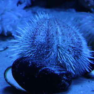 Sea urchin species