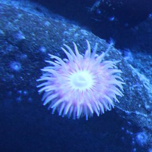 Sea anemone species