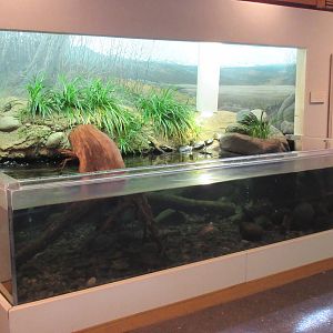 Mixed-Species Exhibit (3 Species)