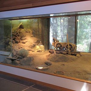 Western Burrowing Owl Exhibit/Desert Tortoise Exhibit
