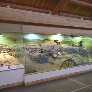 Desert Species Exhibit