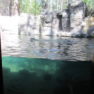 North American River Otter Exhibit