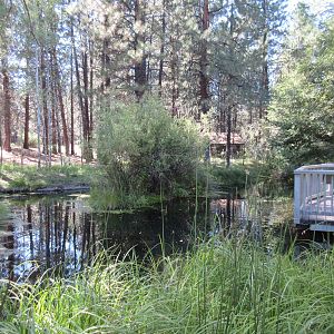 Rainbow Trout Pond