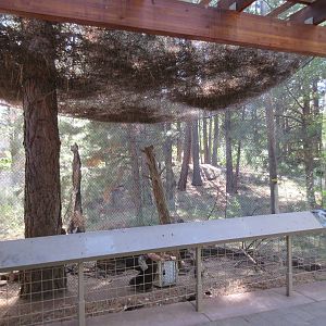 North American Porcupine Exhibit