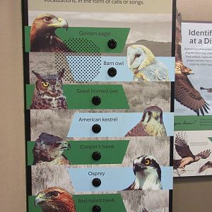 Birds of Prey Center - Vocalization Sign (top-class!)
