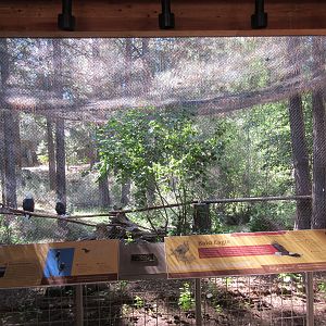 Birds of Prey Center - Bald Eagle Exhibit