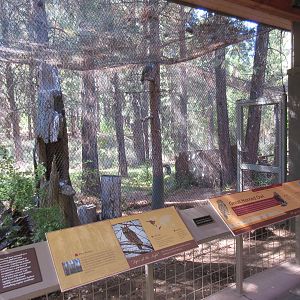 Birds of Prey Center - Great Horned Owl Exhibit