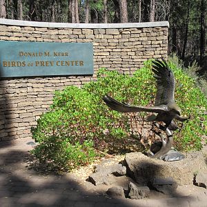 Birds of Prey Center - Eagle Sculpture